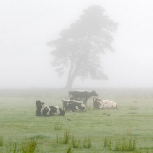 Swedish cows in heavy fog