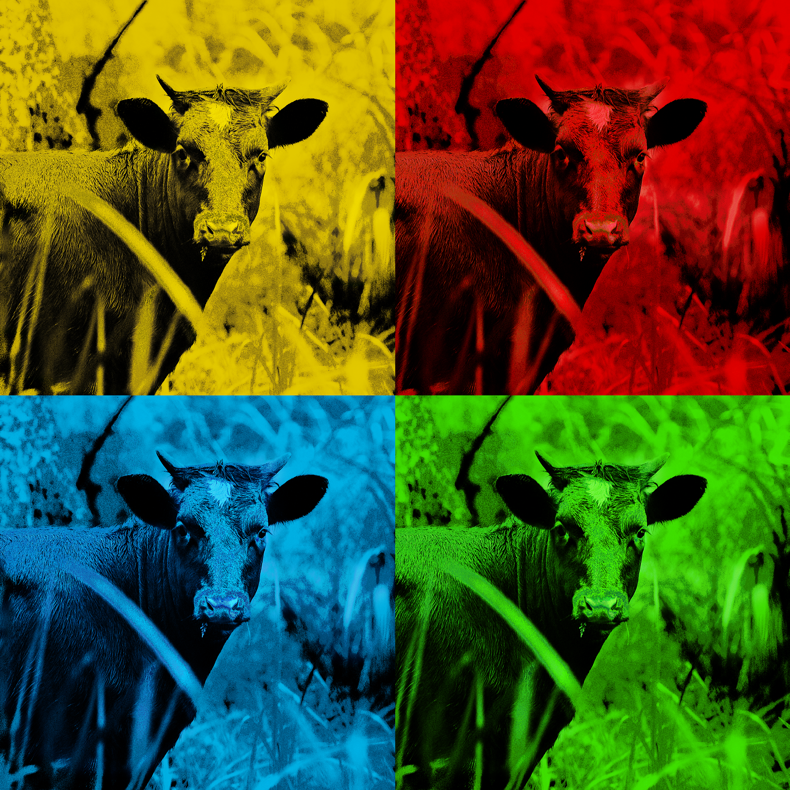 Happy Cows | Quadriptyk.