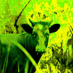Happy Cow | Green Of Envy.