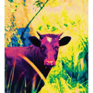 Happy Cow In Vivid Colours.