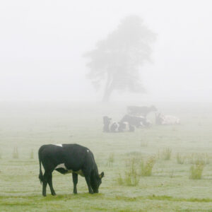 Swedish Cows in Heavy Fog #14.
